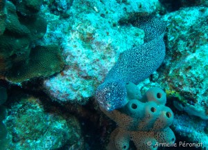 Malendure - îlet Pigeon